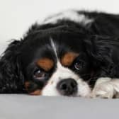 Many dog owners worry about what will happen to their pet after they are gone.