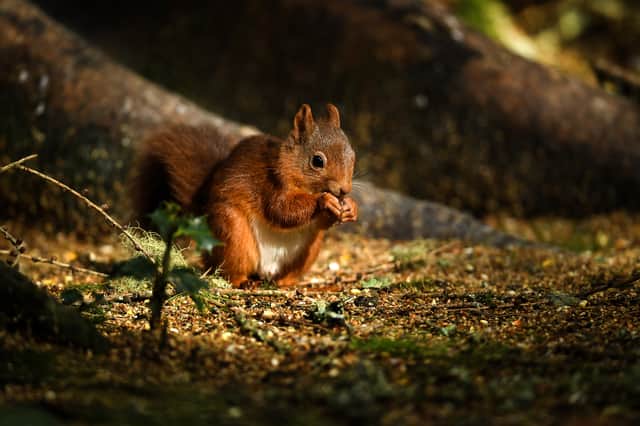A red squirrel in Scotland, September 2018.