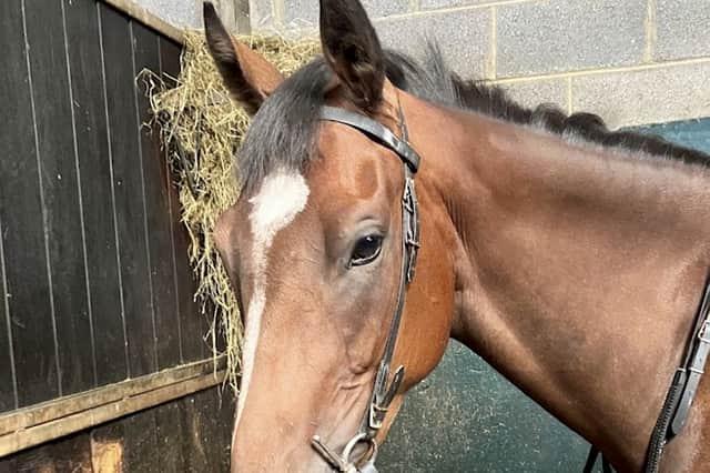 Fly in her stable