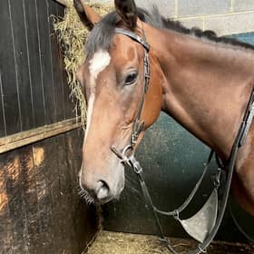 Fly in her stable