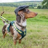Chewie the miniature dachshund  with his flat cap.