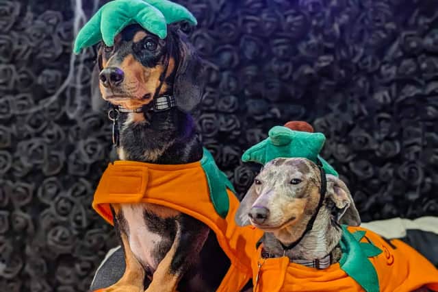 Adorable dacshunds are set to take over a Leeds bar next month. 