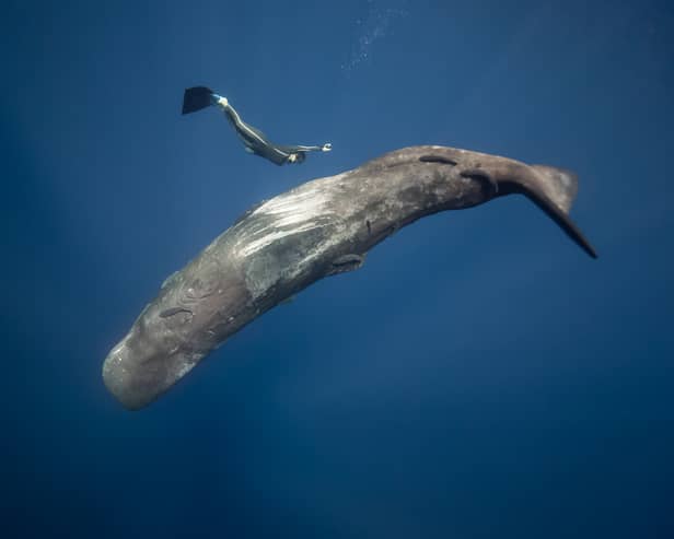 The Ocean Film Festival will be screened at the Carriageworks Theatre in Leeds on September 24