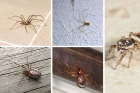 Common spider species found indoors include (clockwise from top left) house spiders, daddy longlegs, zebra jumping spiders, false widows, and some types of orb weavers