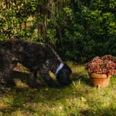 Dogs Trust has warned dog owners to avoid conker-heavy walks this Autumn. 
