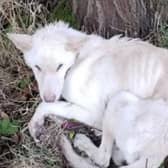 A dog-owner has been banned from keeping all animals for life after abandoning his poorly German Shepherd by leaving her tied to a tree on a cold night