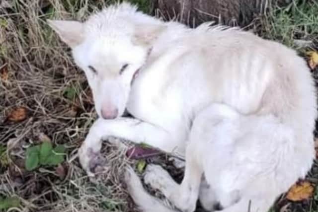 A dog-owner has been banned from keeping all animals for life after abandoning his poorly German Shepherd by leaving her tied to a tree on a cold night