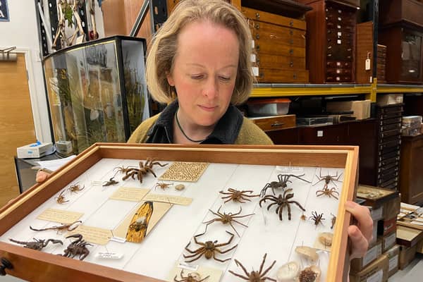 Curator Clare Brown at the Leeds Discovery Centre with some of its fascinating collection of spiders large and small originating from countries around the world, as well as many examples collected in Yorkshire.