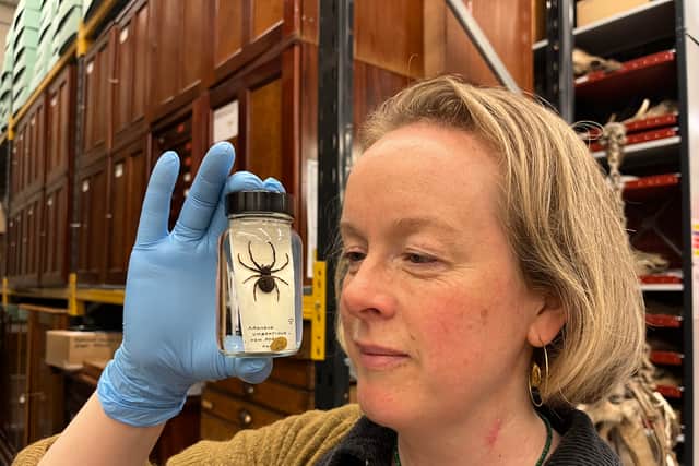 Many of the spiders are preserved in specialised spirit jars filled with powerful ethanol, designed to keep the spiders from drying out and deteriorating over time.