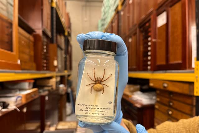 The collection includes non-native, tropical spiders which have found their way to Leeds through the importation of fruits and vegetables.