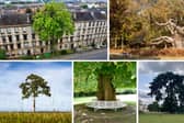 Across the UK, these spectacular trees have significant in literature, film, history and more