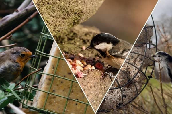Suet comes in pellets, balls or bars, and all of them can give garden birds a boost