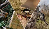 Suet comes in pellets, balls or bars, and all of them can give garden birds a boost