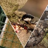 Suet comes in pellets, balls or bars, and all of them can give garden birds a boost