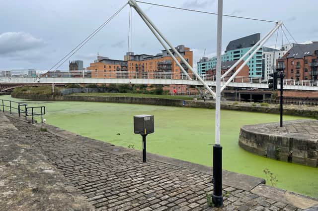 Pictures taken by the Yorkshire Evening Post at Leeds Dock, show the water covered by a thick canvas of green algae.