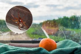 Citrus and peppermint scents can both act as natural spider deterrents