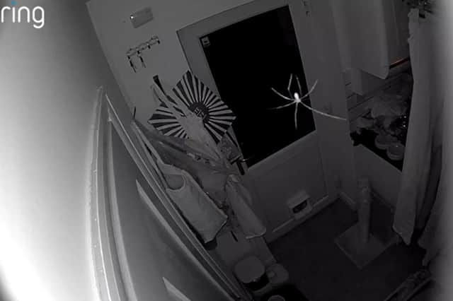 A household spider dangles from its thread, triggering a motion alert on a Leeds resident's Ring Indoor Camera.