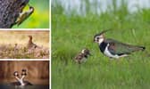 (Clockwise from top left) Green woodpeckers, lapwings, great crested grebes and red grouses were all amongst the species trending downwards