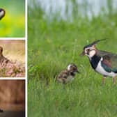 (Clockwise from top left) Green woodpeckers, lapwings, great crested grebes and red grouses were all amongst the species trending downwards