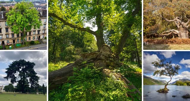 (Clockwise from top left) the Argyle Street Ash, the King of Limbs, the Lady Jane Grey Oak, the Lonely Tree, and the Beatles' Cedar were this year's top 5