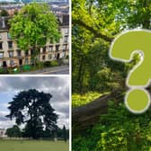 These five 'rooted in culture' trees made up the top 5 in this year's competition