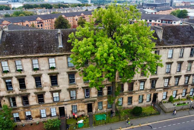 Glasgow's Argyle Street Ash has been crowned the UK's 2025 Tree of the Year
