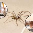 Keeping your house clear of clutter and closing windows at night can both help keep spiders away