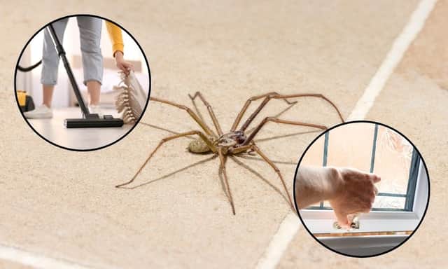 Keeping your house clear of clutter and closing windows at night can both help keep spiders away