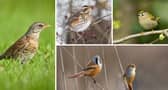 (Clockwise from left) Fieldfares, redwings, goldcrests, and bearded tits are among the birds it'll become a little easier to spot in the UK this month