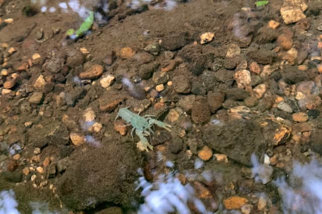 Baby crayfish released into the River Wharfe.