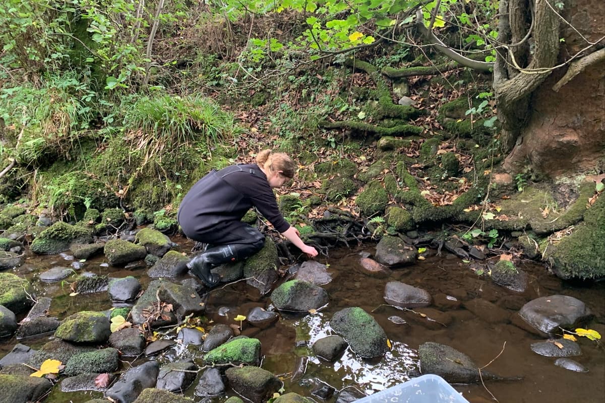 Critically endangered crayfish released back into River Wharfe after ...