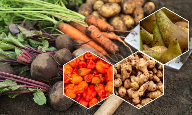 From chillies to pears, beets to Jerusalem artichokes, there are plenty of exciting fruits and veggies in season now