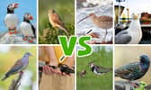 The eight birds competing this year are all species in need of special conservation support
