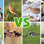 The eight birds competing this year are all species in need of special conservation support