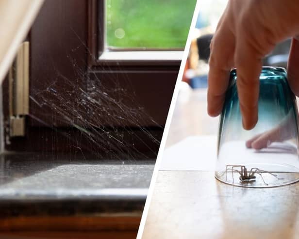 Don't cast that spider outside! He could help you out