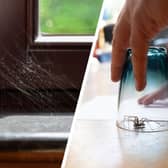 Don't cast that spider outside! He could help you out