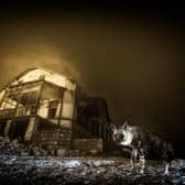 Ghost Town Visitor, this year’s winning photograph