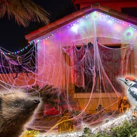 Nature charities say fake cobwebs can trap hedgehogs, birds, bats, and eve insects
