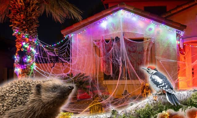 Nature charities say fake cobwebs can trap hedgehogs, birds, bats, and eve insects
