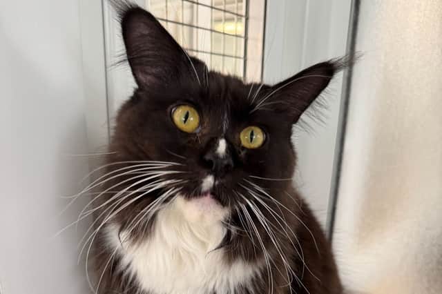 Two-and-a-half year old Lily is on the hunt for a new home in Leeds.