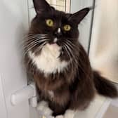 Two-and-a-half year old Lily is on the hunt for a new home in Leeds.