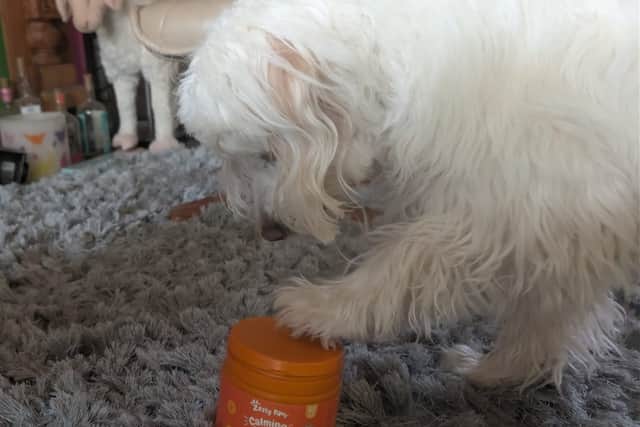 Rupert absolutely loves the taste of the Zesty Paws chews