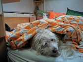 Poor little Rupert just wants the ground to swallow him up when the fireworks start - but calming chews seem to help