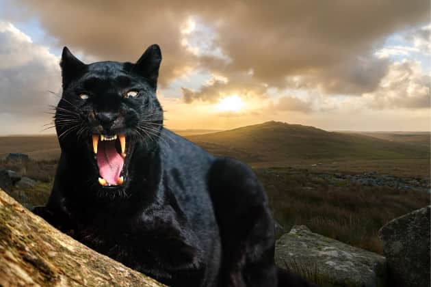 That shadowy figure that you were told was roaming Bodmin Moors might have been an exotic animal an irresponsible owner let out into the wild when exotic pet laws changed.