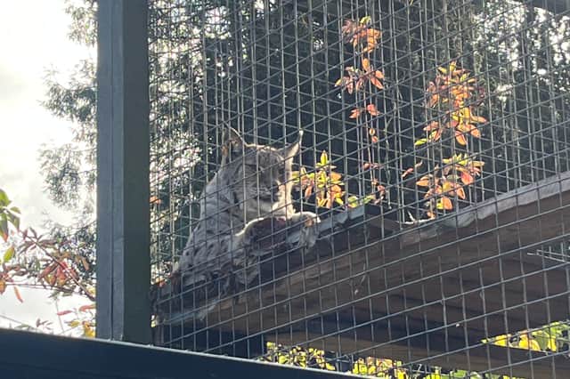 A Northern Lynx at Drayton Manor's Zoo