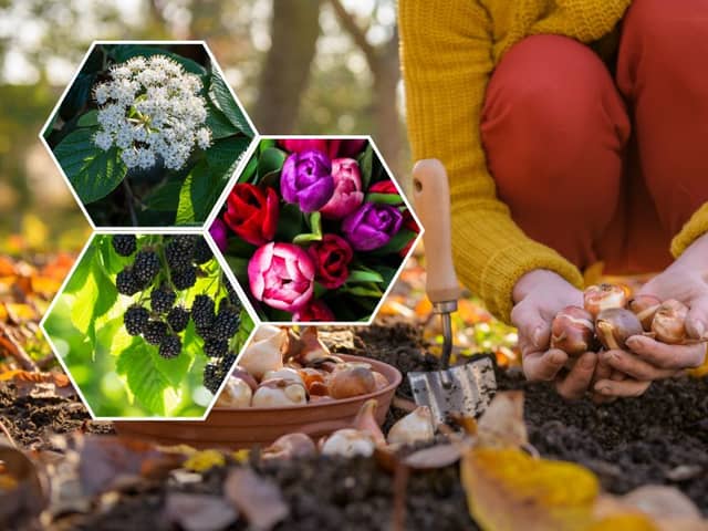 November is the best month to get a few different plants in the ground, including tulip bulbs for next spring