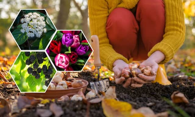 November is the best month to get a few different plants in the ground, including tulip bulbs for next spring