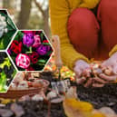 November is the best month to get a few different plants in the ground, including tulip bulbs for next spring