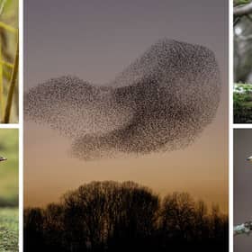 (Clockwise from top left) Yellow-browed warblers, starling murmurations, tawny owls, bramblings, and pink-footed geese are among the things birdwatchers have to look forwards to in November