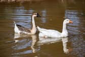 White goose Lucy with her new companion a Chinese Goose at Townend Pond in Stillington.